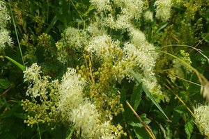 Meadowsweet & Kefir