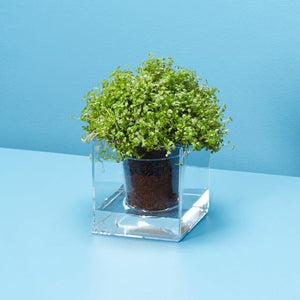 Boskke Cube Clear Planter Triple-Pack Offer - 2tech ltd