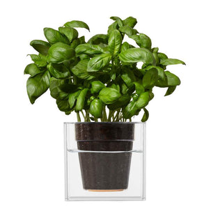 Boskke Cube Clear Planter Triple-Pack Offer - 2tech ltd