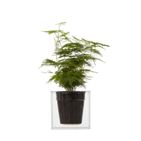 Boskke Cube Transparent Planter