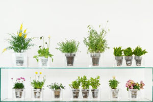 Boskke Cube Transparent Planter - 2tech ltd