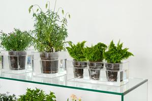 Boskke Cube Transparent Planter - 2tech ltd