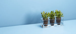 Boskke Cube Transparent Planter - 2tech ltd