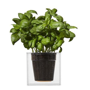 Boskke Cube Transparent Planter - 2tech ltd